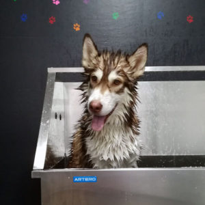 baño-terapeutico-canino