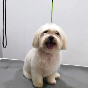 corte de pelo bichón maltés macho